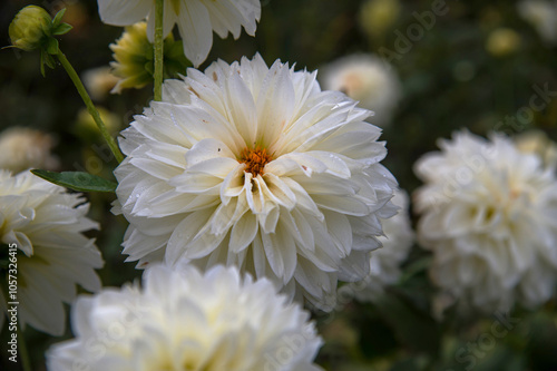 Large white dahlia close-up in a flowerbed in the botanical garden