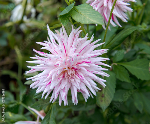 Large dahlia, white with pink veins