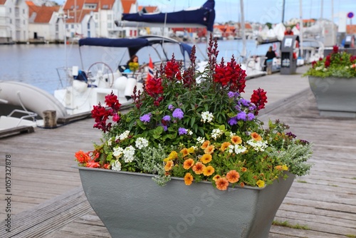 Municipal flowers in Haugesund, Norway photo