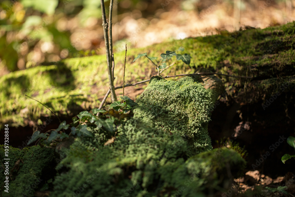 vista macro di una superficie naturale coperta con vari strati di muschio verde, illuminato dal sole vista macro di una superficie naturale coperta con vari strati di muschio verde, illuminato dal sole