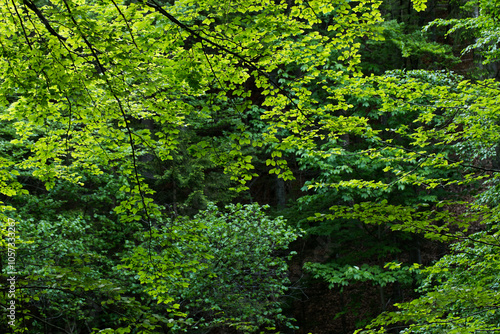 Wallpaper Mural dettagli dei rami degli alberi e della fitta vegetazione verde in un bosco di montagna in estate Torontodigital.ca