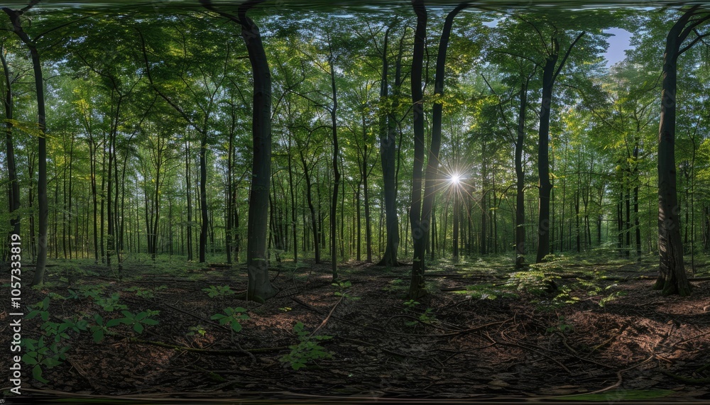Fototapeta premium A Sunbeam Illuminates a Dense Forest Floor
