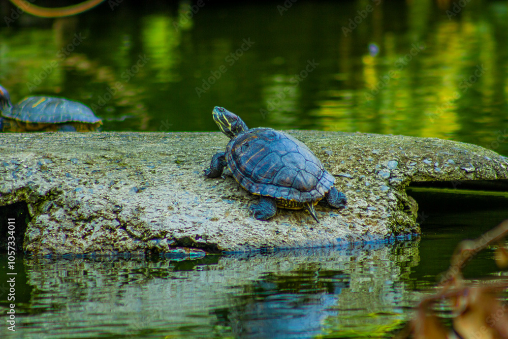 Fototapeta premium Tortuga en estanque