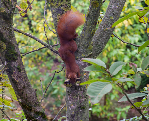 A squirrel holding nuts in its teeth
