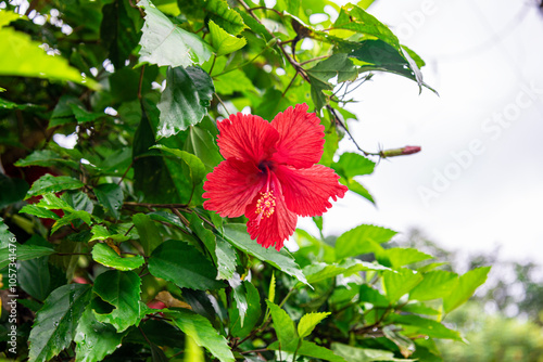 The bright red hibiscus (Thespesia Grandi Flora) or (Hibiscus rosa-sinensis) is the national flower of Malaysia, Haiti, and Puerto Rico, which blooms in the rainy season with bright colors. photo