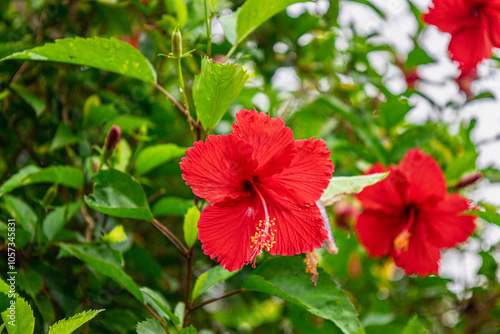 The bright red hibiscus (Thespesia Grandi Flora) or (Hibiscus rosa-sinensis) is the national flower of Malaysia, Haiti, and Puerto Rico, which blooms in the rainy season with bright colors.