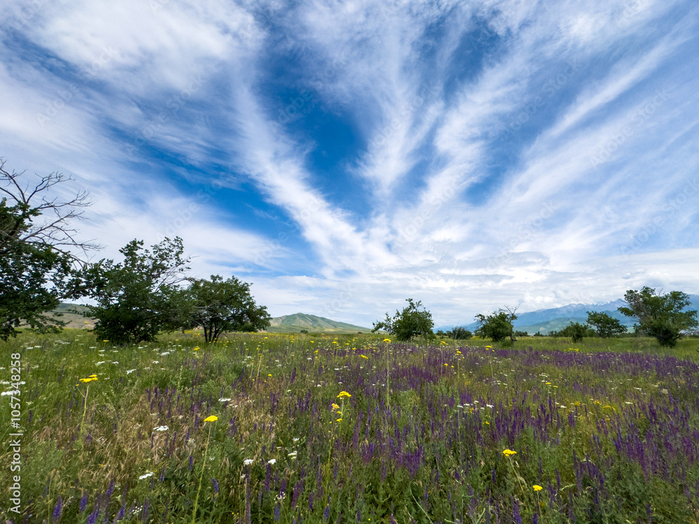 Spring landscape in Kyrgyzstan with blooming purple sage and yellow wildflowers under a blue sky. Spring landscape in Kyrgyzstan with blooming purple sage and yellow wildflowers under a blue sky.