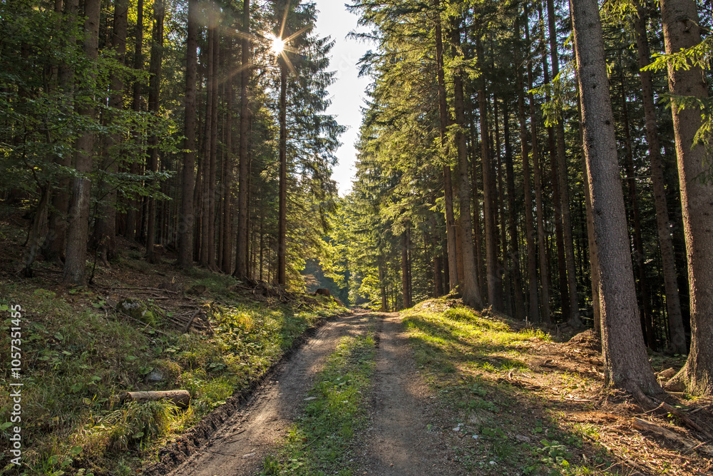 vista panoramica di un su un fitto bosco di montagna nel l'Italia nord orientale, di giorno, in estate vista panoramica di un su un fitto bosco di montagna nel l'Italia nord orientale, di giorno, in estate