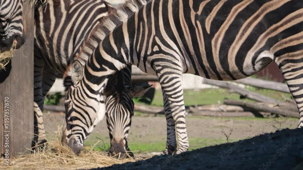Zebras graze from feeders as they roam their sandy enclosure. Slow-motion footage shows a sunny day, with grassy patches, dry branches, and small hills. Zebras graze from feeders as they roam their sandy enclosure. Slow-motion footage shows a sunny day, with grassy patches, dry branches, and small hills.