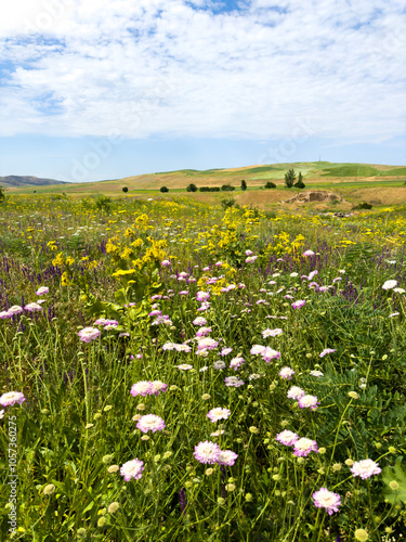 Spring landscape with flowering medicinal herbs, Scabiosa columbaria, yarrow. Spring in the foothills of Kyrgyzstan.