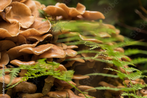 vista macro su un vasto gruppo di funghi dal cappello grande e di colore marrone chiaro, cresciuti in un ambiente naturale di montagna in autunno