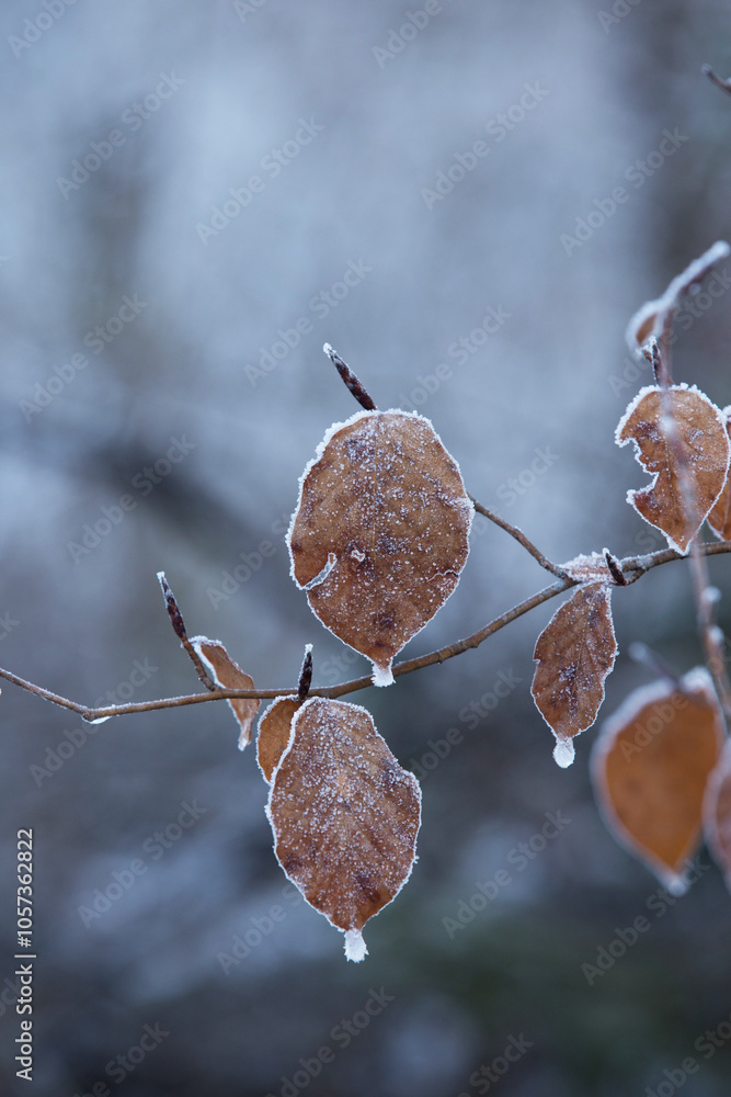 vista macro di un ramo con varie foglie di colore marrone e ghiacciate, di una pianta decidua, in inverno, su sfondo sfuocato e semi-scuro