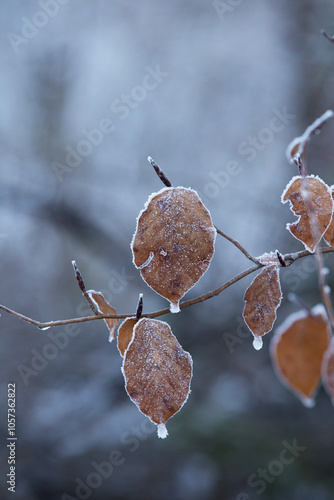 Obraz na płótnie vista macro di un ramo con varie foglie di colore marrone e ghiacciate, di una pianta decidua, in inverno, su sfondo sfuocato e semi-scuro w salonie