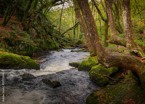 Trees at Golitha Falls