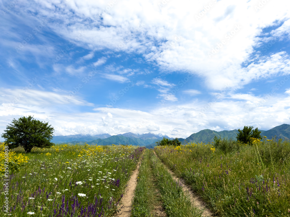 Spring landscape with wildflowers and a dirt road leading through a blooming field under a blue sky in the foothills of Kyrgyzstan.