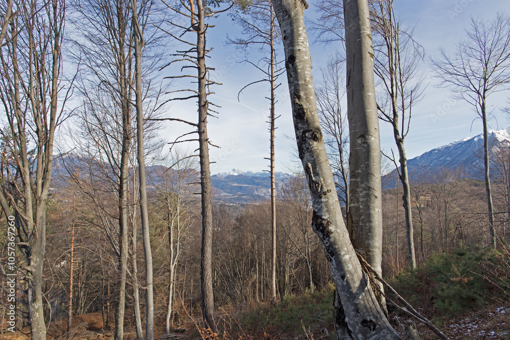 vista panoramica su alcuni grandi alberi vicini e in primo piano di un bosco collinare e su una vasta area di montagna nell'Italia settentrionale, di giorno, in inverno