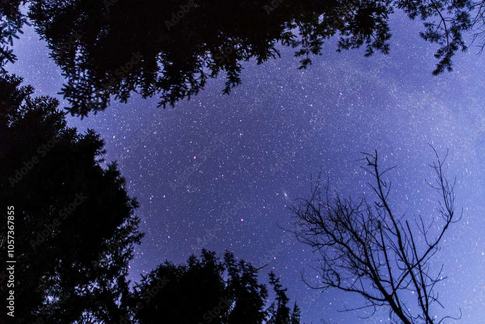 panoramica dal basso del cielo sereno, di colore blu e stellato, visto da sotto le sagome nere di alti alberi di un bosco di montagna in inverno
