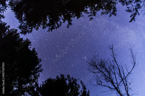 panoramica dal basso del cielo sereno, di colore blu e stellato, visto da sotto le sagome nere di alti alberi di un bosco di montagna in inverno photo