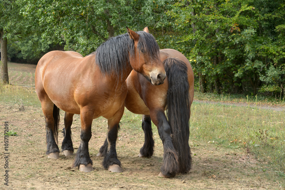 Obraz premium zwei Pferde