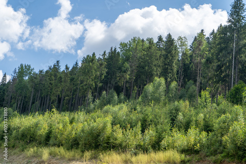 Green forest trees. Nature background.