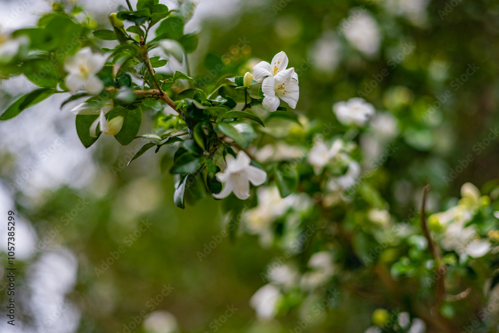 The flower (Murraya paniculata) or Adaman Satinwood, commonly known as Orange jessamine in Burmese, is called the Thanaka flower. It is a beautiful white flower. This photo was taken in Myanmar. The flower (Murraya paniculata) or Adaman Satinwood, commonly known as Orange jessamine in Burmese, is called the Thanaka flower. It is a beautiful white flower. This photo was taken in Myanmar.