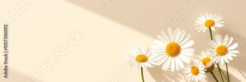 Elegant chamomile daisy flowers pattern with sunlight shadows on beige background, background, neutral
