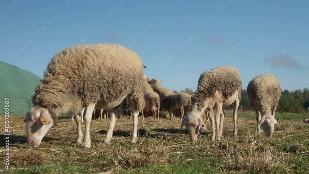 Purebred French Lacaune dairy sheep and ewes with livestock tags nibbling and eating grass on a rural pasture. Breeding sheep in agriculture for milk. Grazing and feeding livestock on the farm. Purebred French Lacaune dairy sheep and ewes with livestock tags nibbling and eating grass on a rural pasture. Breeding sheep in agriculture for milk. Grazing and feeding livestock on the farm.