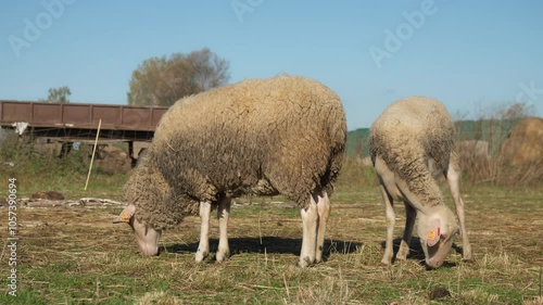 Purebred French Lacaune dairy sheep and ewes with livestock tags nibbling and eating grass on a rural pasture. Breeding sheep in agriculture for milk. Grazing and feeding livestock on the farm. photo