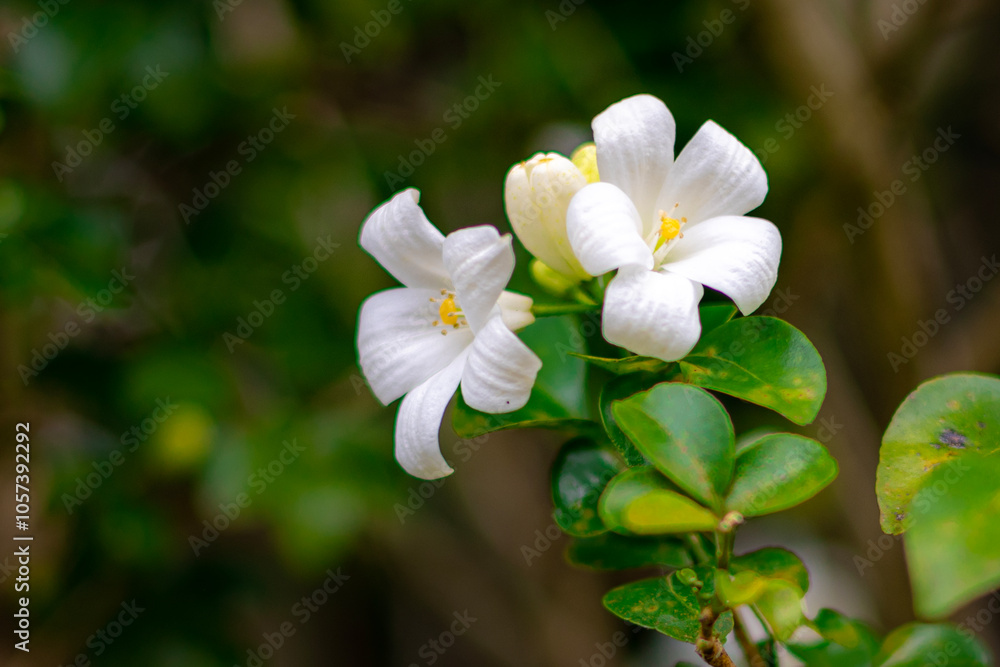 The flower (Murraya paniculata) or Adaman Satinwood, commonly known as Orange jessamine in Burmese, is called the Thanaka flower. It is a beautiful white flower. This photo was taken in Myanmar. The flower (Murraya paniculata) or Adaman Satinwood, commonly known as Orange jessamine in Burmese, is called the Thanaka flower. It is a beautiful white flower. This photo was taken in Myanmar.