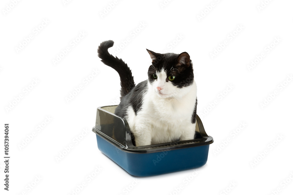 Cute cat with cat litter box isolated on white background. A domestic cat is accustomed to the toilet, a litter box. cleaning cat litter tray at home, closeup. Pet care concept. Copy space. Cute cat with cat litter box isolated on white background. A domestic cat is accustomed to the toilet, a litter box. cleaning cat litter tray at home, closeup. Pet care concept. Copy space.