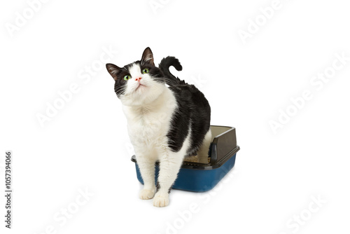 Cute cat with cat litter box isolated on white background. A domestic cat is accustomed to the toilet, a litter box. cleaning cat litter tray at home, closeup. Pet care concept. Copy space. photo