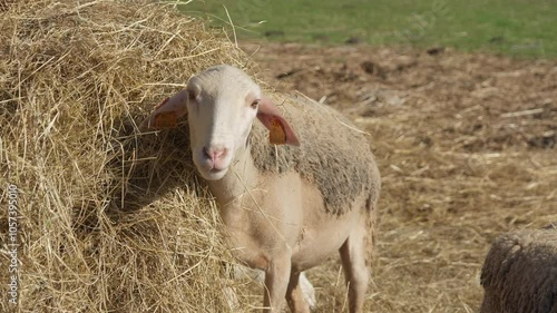 Purebred French Lacaune dairy sheep and ewes with livestock tags eat hay from a haystack on a rural pasture. Supplemental feeding of livestock on the farm. Breeding sheep in agriculture for milk. photo