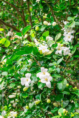 The flower (Murraya paniculata) or Adaman Satinwood, commonly known as Orange jessamine in Burmese, is called the Thanaka flower. It is a beautiful white flower. This photo was taken in Myanmar.