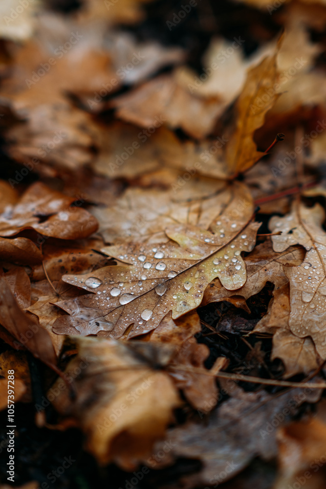 Raindrops on dry brown autumn leaves in soft focus, emphasizing organic textures and natural decomposition. Eco-friendly ground cover and soil enrichment concept Raindrops on dry brown autumn leaves in soft focus, emphasizing organic textures and natural decomposition. Eco-friendly ground cover and soil enrichment concept