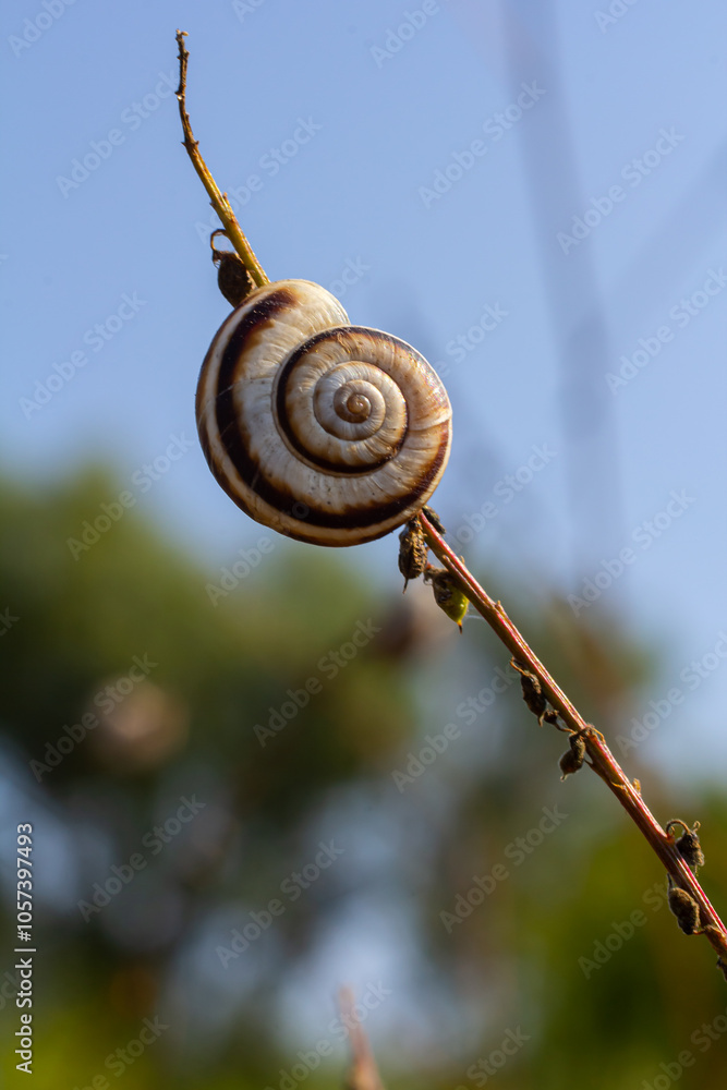 Heath snail Helicella itala banded form, a species of medium-sized, air-breathing land snail, a terrestrial pulmonate gastropod mollusk in the family Geomitridae, the hairy snails and their allies Heath snail Helicella itala banded form, a species of medium-sized, air-breathing land snail, a terrestrial pulmonate gastropod mollusk in the family Geomitridae, the hairy snails and their allies