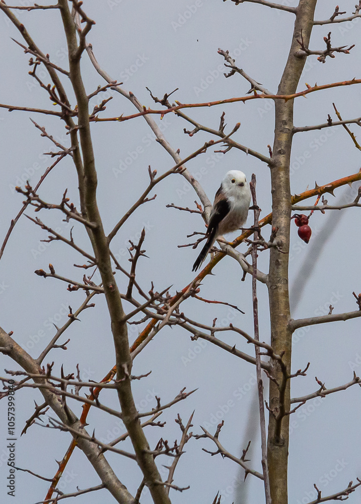 long tailed tit in natural habitat aegithalos caudatus. Songbird long tailed tit in natural habitat aegithalos caudatus. Songbird