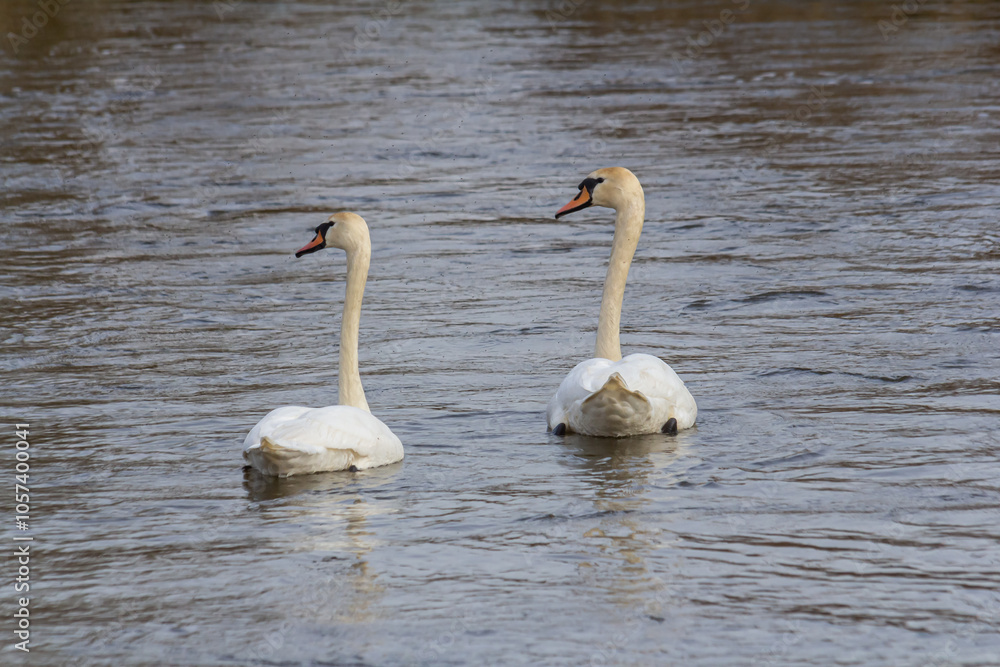 Obraz premium A white mute swan swims on a calm body of water. The water is blue. The swan has slightly raised its wings