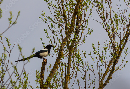 The Eurasian magpie or common magpie Pica pica photo