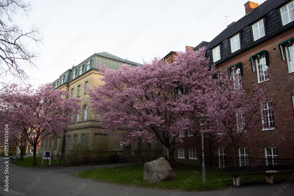 Cherry blossom trees next to old buildings in Lund, Sweden on a cloudy day Cherry blossom trees next to old buildings in Lund, Sweden on a cloudy day