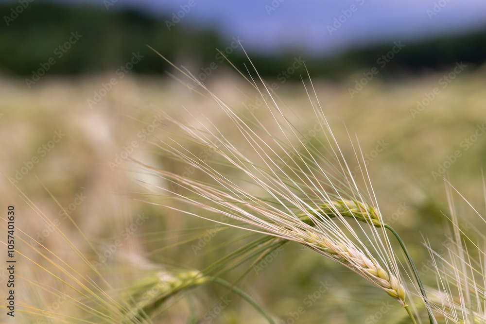 cloudy weather in a field with ripe wheat cloudy weather in a field with ripe wheat