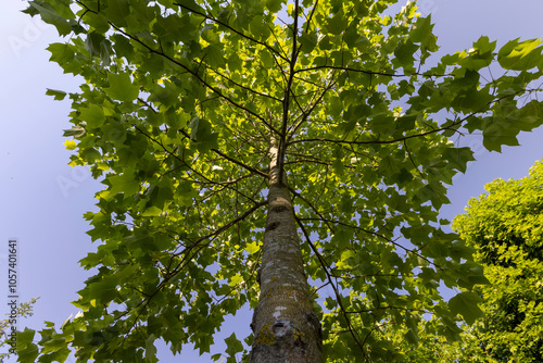 the green foliage of a tulip tree in sunny weather