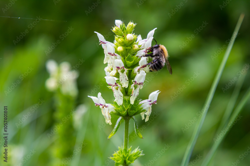Bumble bee sitting on a thistle flower, closeup. Front view. Genus species Bombus