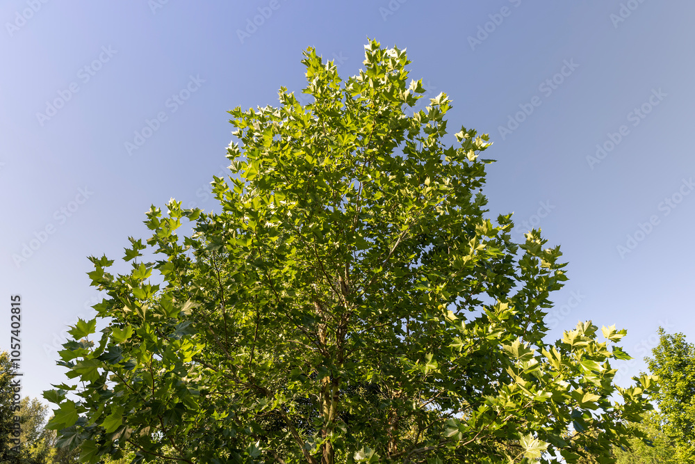 the green foliage of the sycamore tree in the summer the green foliage of the sycamore tree in the summer