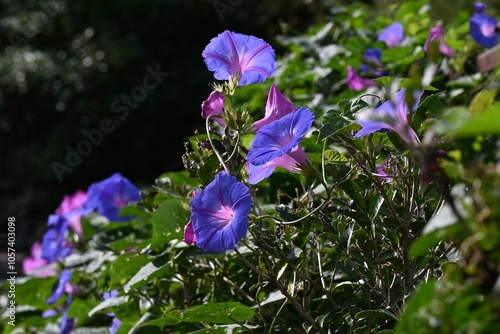 Ipomoea indica (Blue morning glory) flowers. Convolvuaceae perennial vine. Blue flowers bloom from early summer to autumn. photo