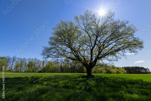 Obraz na płótnie a tree growing in a field with green wheat w salonie