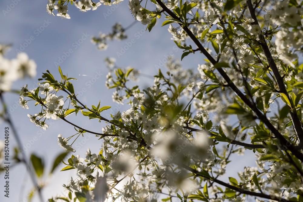 sunny weather in an orchard with cherries sunny weather in an orchard with cherries