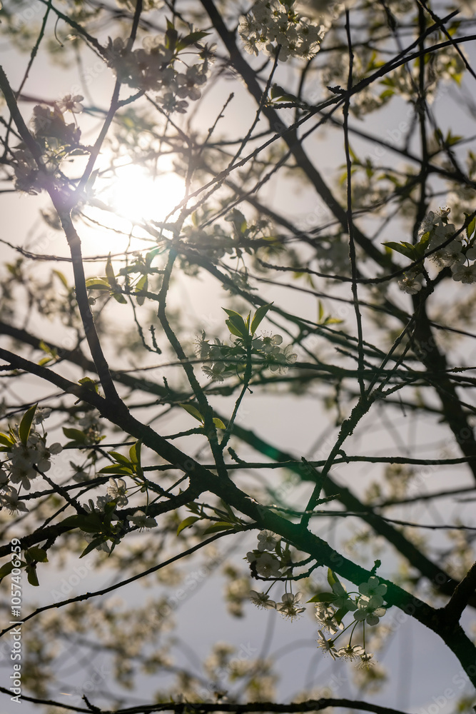 Obraz premium sunny weather in an orchard with cherries