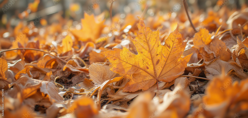 Golden Brown Autumn Leaves Scattered on Ground in Fall Scene Golden Brown Autumn Leaves Scattered on Ground in Fall Scene