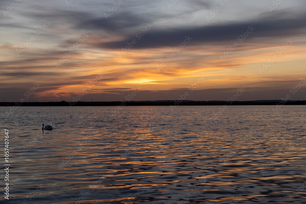 lake at sunset with swans who swim on the lake at sunset lake at sunset with swans who swim on the lake at sunset