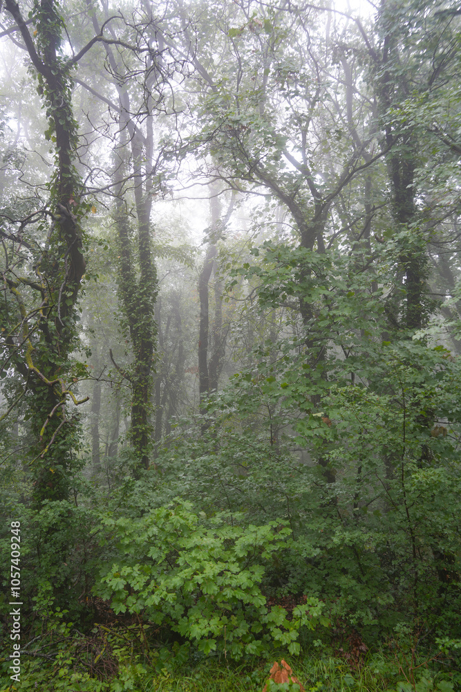 Fototapeta premium Foggy misterious weather on the mountain of San Marino, Italy, covered with trees and shrouded in dense fog